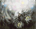 Tsvetnoy Dreaming Kitten (30x40 cm)
